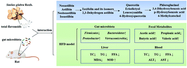 Graphical abstract: The interaction between gut microbiota and flavonoid extract from Smilax glabra Roxb. and its potent alleviation of fatty liver