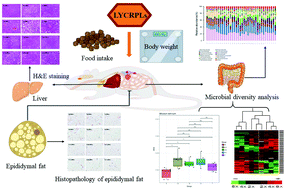 Graphical abstract: DHA-enriched phospholipids from large yellow croaker roe regulate lipid metabolic disorders and gut microbiota imbalance in SD rats with a high-fat diet