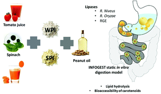 Graphical abstract: Gastric lipase can significantly increase lipolysis and carotenoid bioaccessibility from plant food matrices in the harmonized INFOGEST static in vitro digestion model