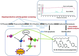 Graphical abstract: Tricoumaroylspermidine from rose exhibits inhibitory activity against ethanol-induced apoptosis in HepG2 cells