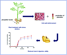 Graphical abstract: Borate and phosphite treatments of potato plants (Solanum tuberosum L.) as a proof of concept to reinforce the cell wall structure and reduce starch digestibility