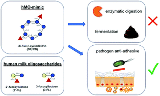 Graphical abstract: Digestion, fermentation, and pathogen anti-adhesive properties of the hMO-mimic di-fucosyl-β-cyclodextrin
