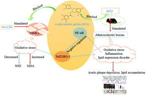 Graphical abstract: (−)-Epicatechin gallate blocks the development of atherosclerosis by regulating oxidative stress in vivo and in vitro