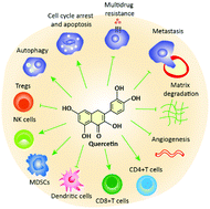 Graphical abstract: Quercetin nanoformulations: a promising strategy for tumor therapy