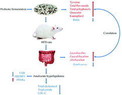 Graphical abstract: Probiotic-fermented black tartary buckwheat alleviates hyperlipidemia and gut microbiota dysbiosis in rats fed with a high-fat diet