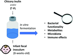 Graphical abstract: Chicory inulin enhances fermentation of 2′-fucosyllactose by infant fecal microbiota and differentially influences immature dendritic cell and T-cell cytokine responses under normal and Th2-polarizing conditions