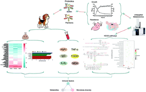 Graphical abstract: Metabolic profiles of Lactobacillus paraplantarum in biofilm and planktonic states and investigation of its intestinal modulation and immunoregulation in dogs
