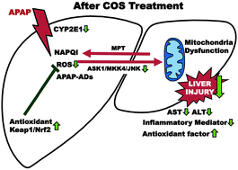 Graphical abstract: Protective effect and mechanism of chitooligosaccharides on acetaminophen-induced liver injury
