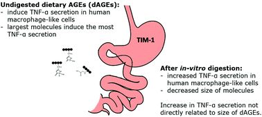 Graphical abstract: Gastrointestinal digestion of dietary advanced glycation endproducts increases their pro-inflammatory potential