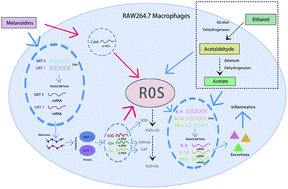 Graphical abstract: Melanoidins, extracted from Chinese traditional vinegar powder, inhibit alcohol-induced inflammation and oxidative stress in macrophages via activation of SIRT1 and SIRT3