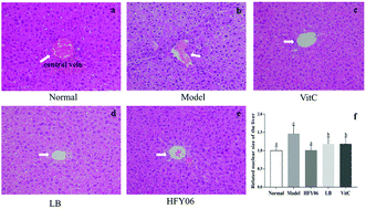 Graphical abstract: Lactobacillus fermentum HFY06 attenuates d-galactose-induced oxidative stress and inflammation in male Kunming mice