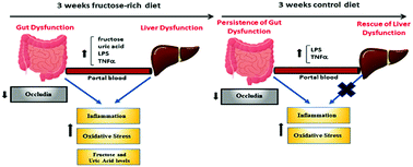 Graphical abstract: Gut and liver metabolic responses to dietary fructose – are they reversible or persistent after switching to a healthy diet?