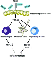 Graphical abstract: Lactiplantibacillus plantarum 22A-3-induced TGF-β1 secretion from intestinal epithelial cells stimulated CD103+ DC and Foxp3+ Treg differentiation and amelioration of colitis in mice