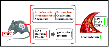 Graphical abstract: Millet shell polyphenols prevent atherosclerosis by protecting the gut barrier and remodeling the gut microbiota in ApoE−/− mice