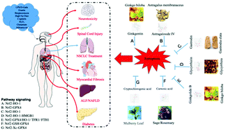 Graphical abstract: Toward improved human health: Nrf2 plays a critical role in regulating ferroptosis