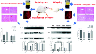 Graphical abstract: Lycopene modulates lipid metabolism in rats and their offspring under a high-fat diet