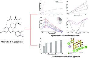 Graphical abstract: Investigation into the mechanisms of quercetin-3-O-glucuronide inhibiting α-glucosidase activity and non-enzymatic glycation by spectroscopy and molecular docking
