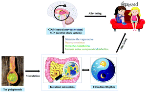 Graphical abstract: The role of the intestinal microbiota in the pathogenesis of host depression and mechanism of TPs relieving depression