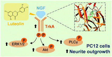 Graphical abstract: Luteolin stimulates the NGF-induced neurite outgrowth in cultured PC12 cells through binding with NGF and potentiating its receptor signaling