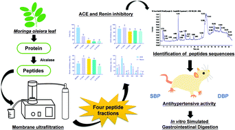 Graphical abstract: Antihypertensive activity of the ACE–renin inhibitory peptide derived from Moringa oleifera protein