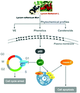 Graphical abstract: Goji berry (Lycium spp.) extracts exhibit antiproliferative activity via modulating cell cycle arrest, cell apoptosis, and the p53 signaling pathway