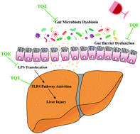 Graphical abstract: Gut dysbiosis correction contributes to the hepatoprotective effects of Thymus quinquecostatus Celak extract against alcohol through the gut–liver axis