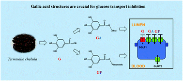 Graphical abstract: Inhibition of the intestinal postprandial glucose transport by gallic acid and gallic acid derivatives
