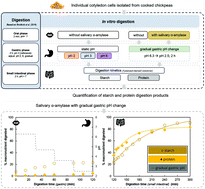 Graphical abstract: In vitro protein and starch digestion kinetics of individual chickpea cells: from static to more complex in vitro digestion approaches