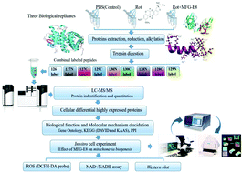 Graphical abstract: TMT-based quantitative proteomics analysis reveals the effect of bovine derived MFG-E8 against oxidative stress on rat L6 cells