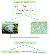 Graphical abstract: Guar gum-derived galactomannan induces inflammatory responses and increased energy expenditure in the intestine