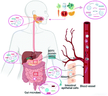 Graphical abstract: Cross-kingdom regulation by dietary plant miRNAs: an evidence-based review with recent updates