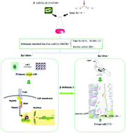 Graphical abstract: Selenium enriched Bacillus subtilis yb-1114246 activated the TLR2–NF-κB1 signaling pathway to regulate chicken intestinal β-defensin 1 expression