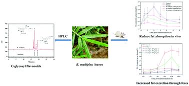 Graphical abstract: Pancreatic lipase inhibitory activity of Bambusa multiplex cv. Fernleaf leaf extract in vitro and in vivo