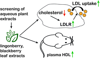 Graphical abstract: Aqueous extracts of lingonberry and blackberry leaves identified by high-content screening beneficially act on cholesterol metabolism