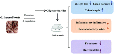 Graphical abstract: Structural characteristics of Gracilaria lemaneiformis oligosaccharides and their alleviation of dextran sulphate sodium-induced colitis by modulating the gut microbiota and intestinal metabolites in mice