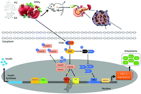 Graphical abstract: Protective action of pomegranate peel polyphenols in type 2 diabetic rats via the translocation of Nrf2 and FoxO1 regulated by the PI3K/Akt pathway