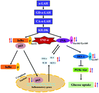 Graphical abstract: Bovine α-lactalbumin-derived peptides attenuate TNF-α-induced insulin resistance and inflammation in 3T3-L1 adipocytes through inhibiting JNK and NF-κB signaling