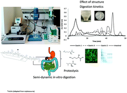 Graphical abstract: Effect of heat treatment on the digestion behavior of pea and rice protein dispersions and their blends, studied using the semi-dynamic INFOGEST digestion method