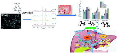 Graphical abstract: Microbiota fermentation characteristics of acylated starches and the regulation mechanism of short-chain fatty acids on hepatic steatosis