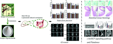 Graphical abstract: Comparative study of the laxative effects of konjac oligosaccharides and konjac glucomannan on loperamide-induced constipation in rats