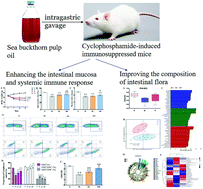 Graphical abstract: The immunoenhancement effects of sea buckthorn pulp oil in cyclophosphamide-induced immunosuppressed mice