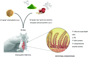 Graphical abstract: First morphological-level insights into the efficiency of green tea catechins and grape seed procyanidins on a transgenic mouse model of celiac disease enteropathy