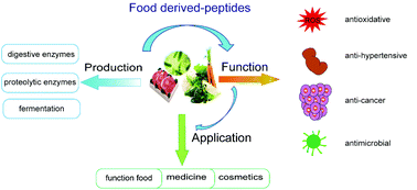 Graphical abstract: Bioactive peptides from foods: production, function, and application