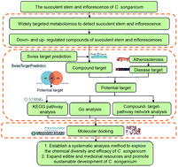 Graphical abstract: A systematic study on the chemical diversity and efficacy of the inflorescence and succulent stem of Cynomorium songaricum