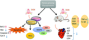 Graphical abstract: Inhibitory effects of Panax ginseng glycoproteins in models of doxorubicin-induced cardiac toxicity in vivo and in vitro