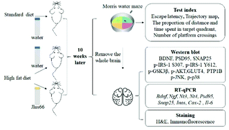 Graphical abstract: Lactobacillus paracasei ameliorates cognitive impairment in high-fat induced obese mice via insulin signaling and neuroinflammation pathways