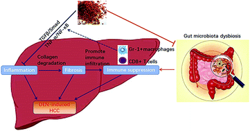 Graphical abstract: Safflower yellow reduces DEN-induced hepatocellular carcinoma by enhancing liver immune infiltration through promotion of collagen degradation and modulation of gut microbiota