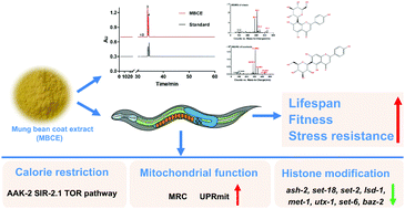 Graphical abstract: Flavonoids from the mung bean coat promote longevity and fitness in Caenorhabditis elegans