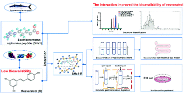 Graphical abstract: Effect of Scomberomorus niphonius peptide on the characteristics of resveratrol