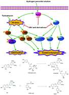 Graphical abstract: Malvidin and its derivatives exhibit antioxidant properties by inhibiting MAPK signaling pathways to reduce endoplasmic reticulum stress in ARPE-19 cells